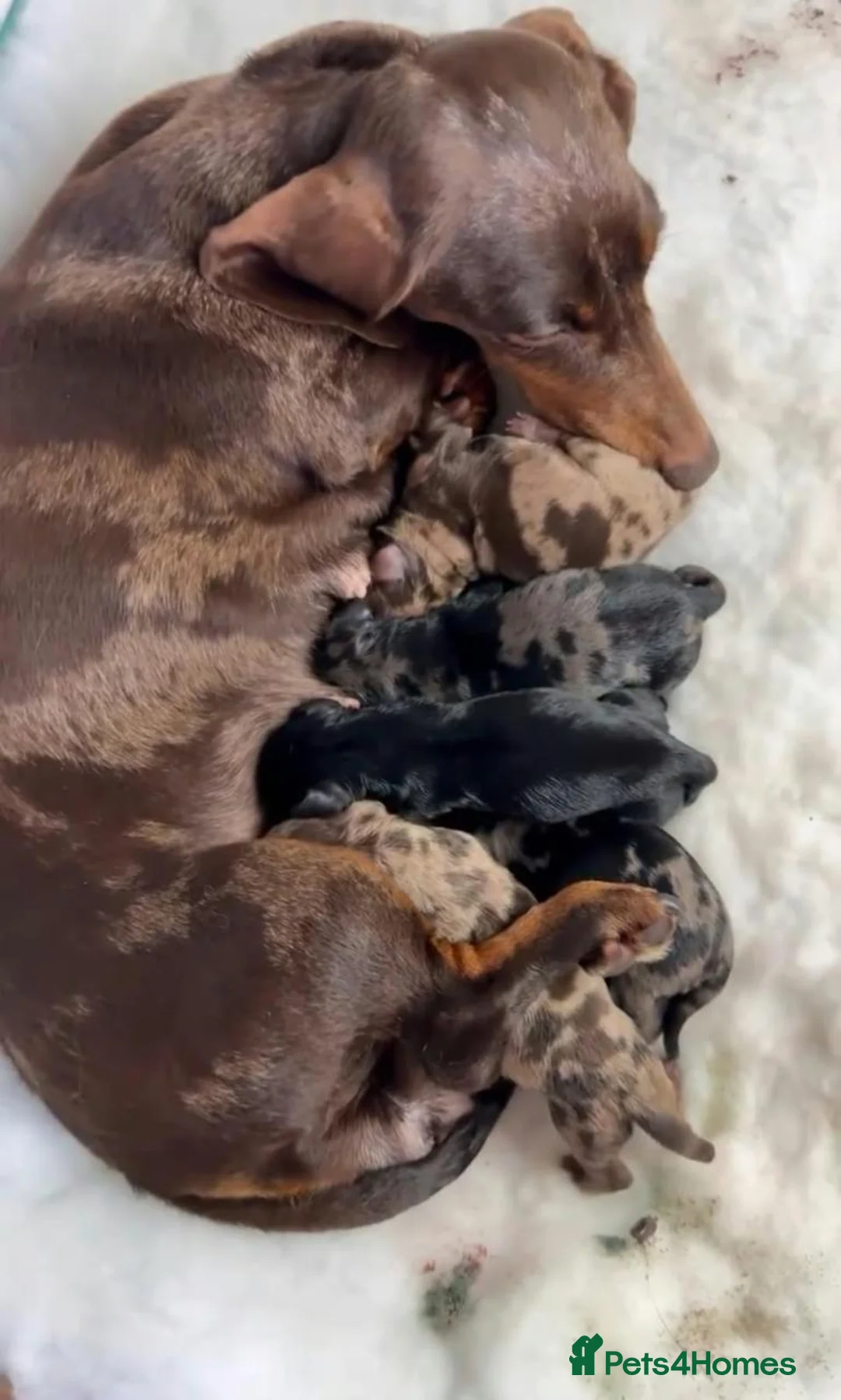 Miniature Dachshund dogs for sale: Beautiful Dapple Dachshund Puppies – Leo & Nala - Advert 1