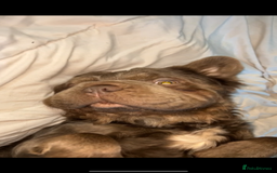 French Bulldog dogs for sale: Fluffy French bulldog New shade - Image 2