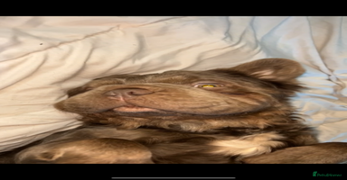 French Bulldog dogs - Advert 2