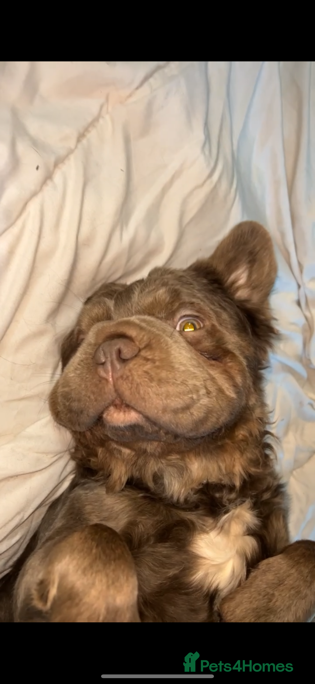 French Bulldog dogs for sale: Fluffy French bulldog New shade - Image 2