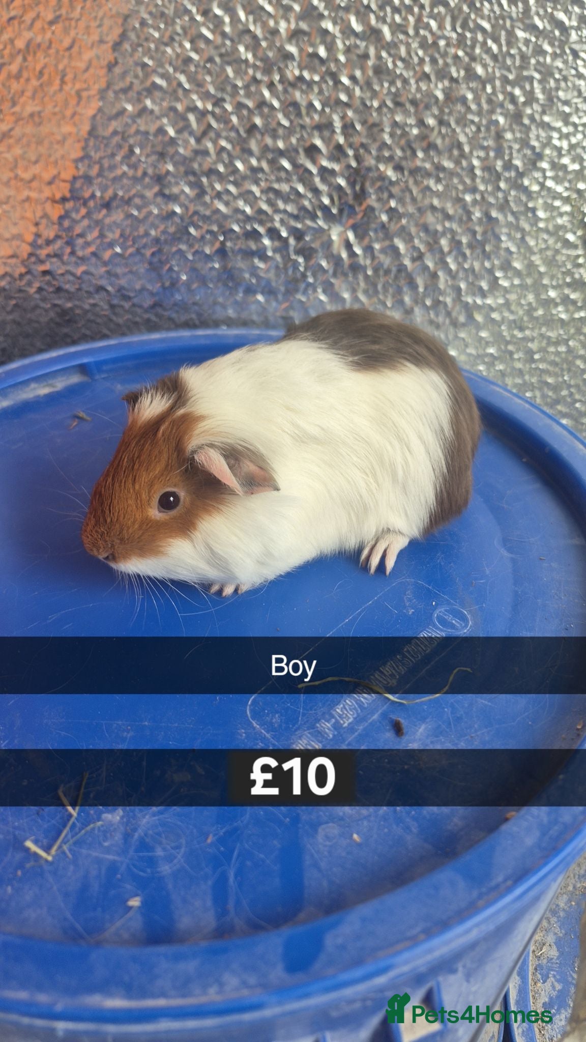 Guinea Pig rodents Baby Guniea Pigs 13 weeks male  - Advert 1