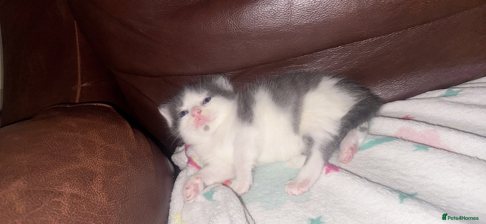 Mixed Breed cats 2 girls and one boy - Advert 1