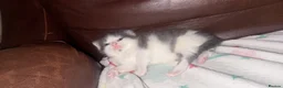 Mixed Breed cats for sale: 2 girls and one boy in Boston - Advert 1