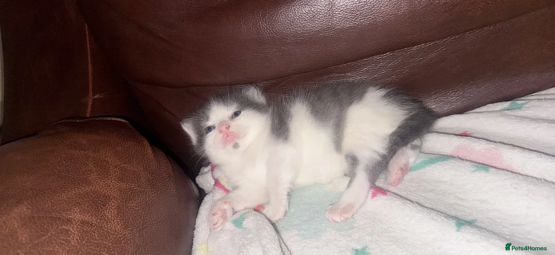 Mixed Breed cats for sale: 2 girls and one boy in Boston - Advert 1
