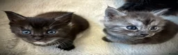 Maine Coon cats for sale: Polydactyl Maine coon kittens  - Advert 10
