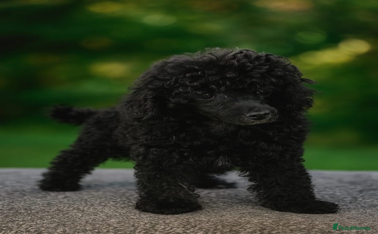 Toy Poodle dogs - Advert 5