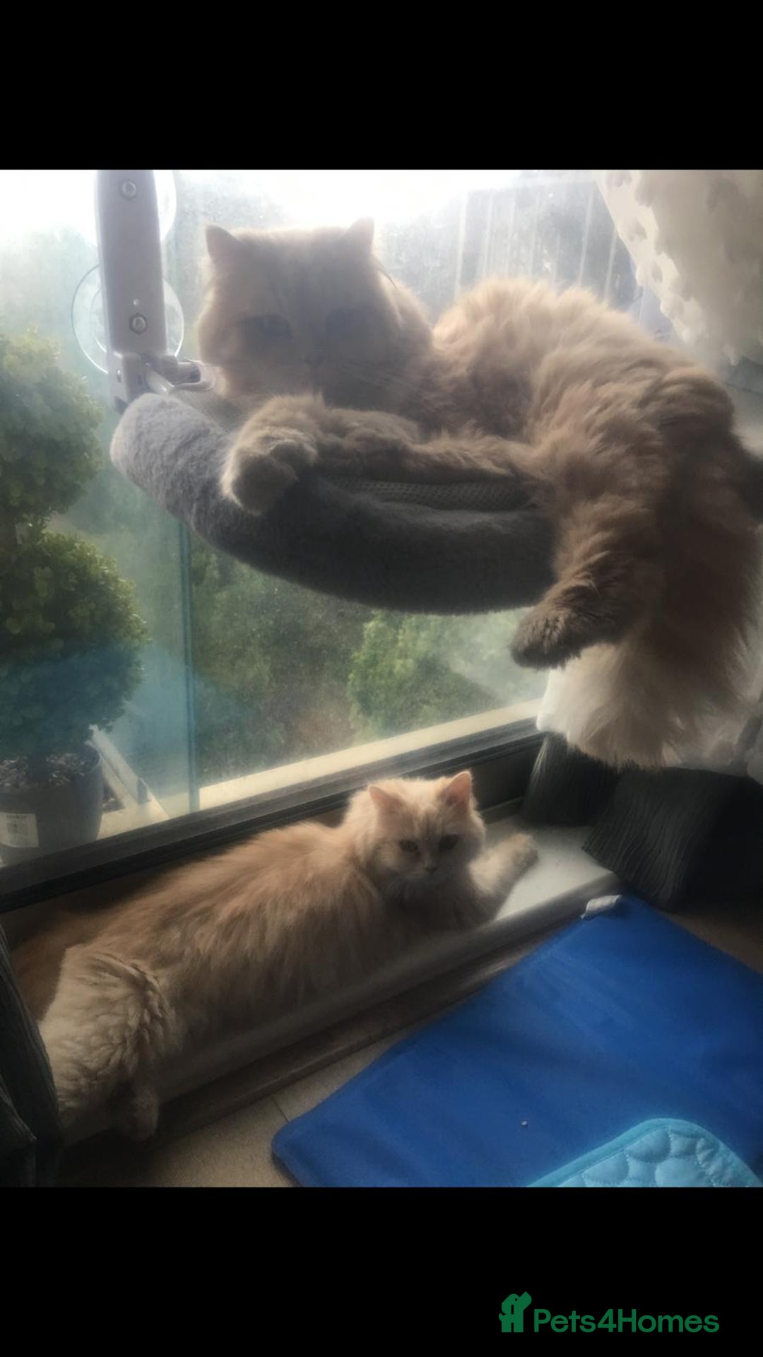 Persian cats for adoption: SIMBA TYPICAL PERSIAN BOY BEAUTIFUL MEDIUM ENERGY  - Image 14