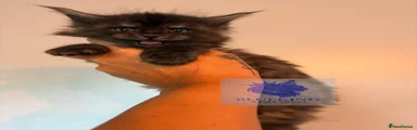 Maine Coon Kitten 3