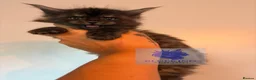 Maine Coon cats for sale: 👑TICA reg, Chunky Smoke Maine coon babies  - Advert 14