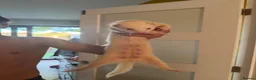Ferret rodents for sale: Albino Ferrets for sale - Advert 2