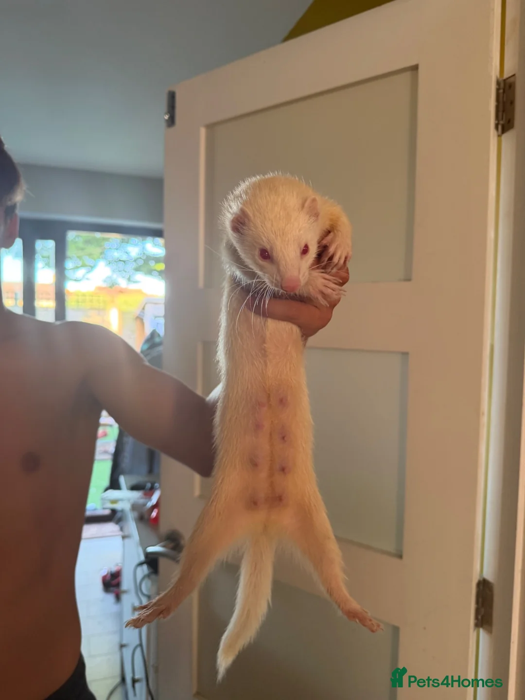 Ferret rodents for sale: Albino Ferrets for sale - Advert 2