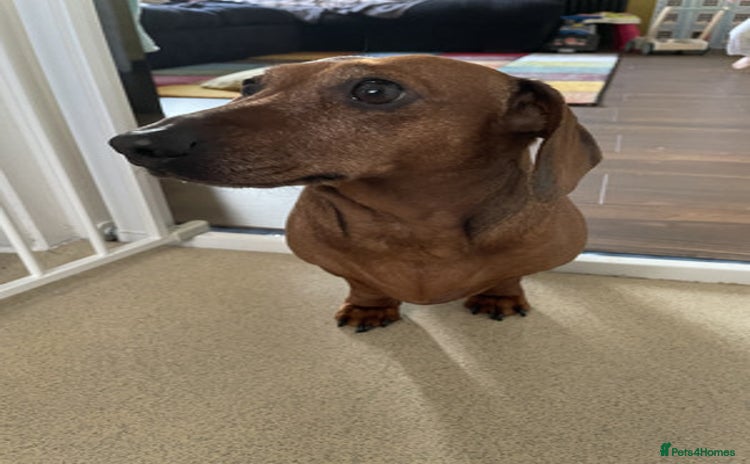 Miniature Dachshund dogs Nice Miniature Dachshund - Advert 1