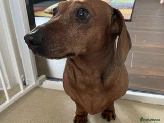 Miniature Dachshund dogs Nice Miniature Dachshund - Advert 1