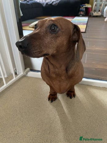 Miniature Dachshund dogs Nice Miniature Dachshund - Advert 1