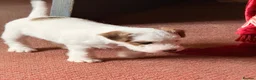 Parson Russell dogs for sale: Two Beautiful Parson Russell puppies - Advert 10