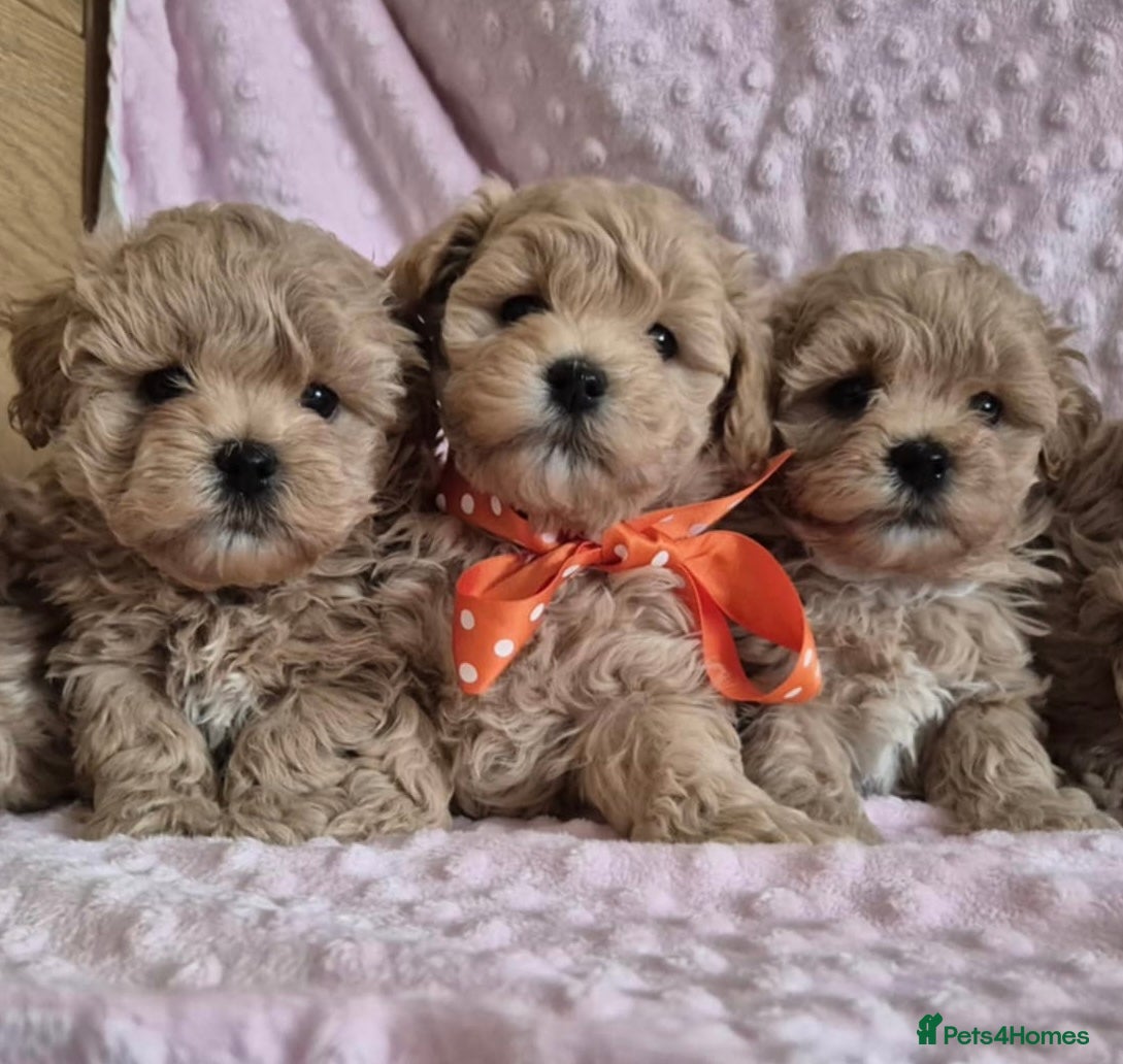 Maltipoo dogs Adorable very small maltipoo puppies 🐶❤️ - Advert 4