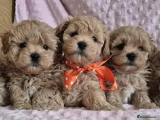 Maltipoo dogs Adorable very small maltipoo puppies 🐶❤️ - Advert 4