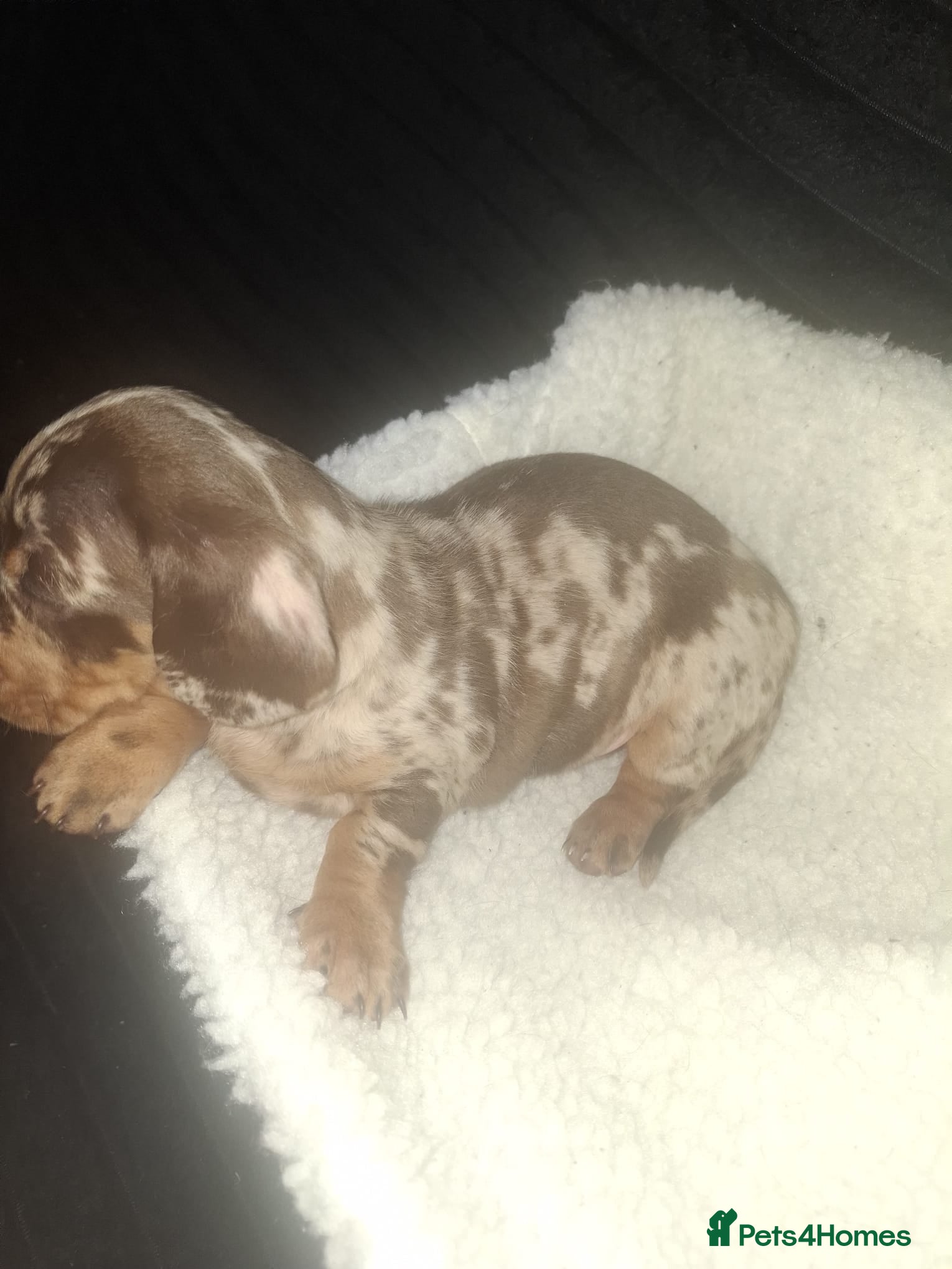 Dachshund dogs for sale: Dachshund puppys - Advert 6