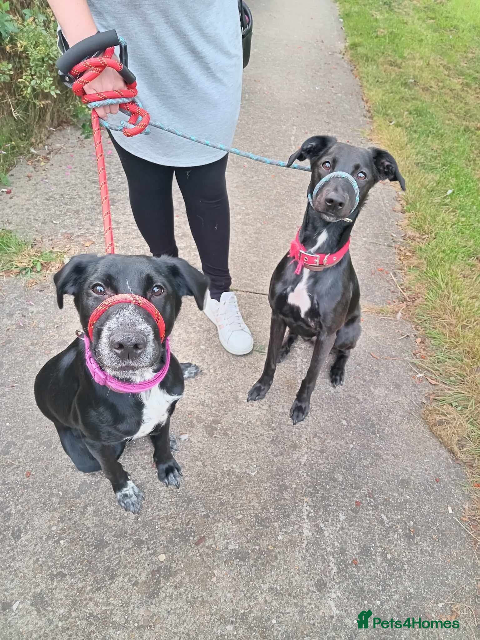 Mixed Breed dogs Rehome (Free) - Advert 3