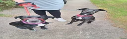 Mixed Breed dogs for sale: Rehome (Free) - Advert 1