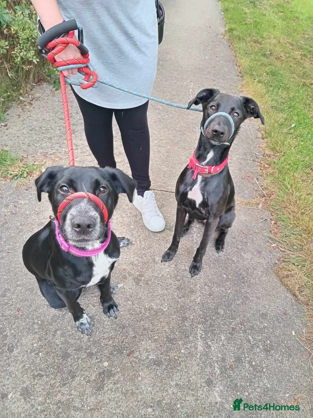 Mixed Breed dogs for sale: Rehome (Free) - Advert 1