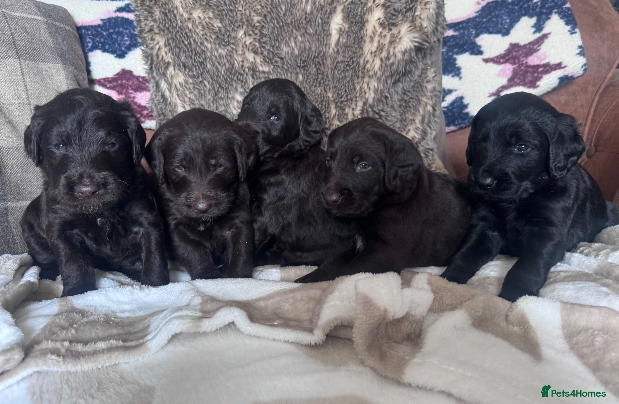 Labradoodle dogs Labradoodle Litter from Health Tested Parents - Advert 1