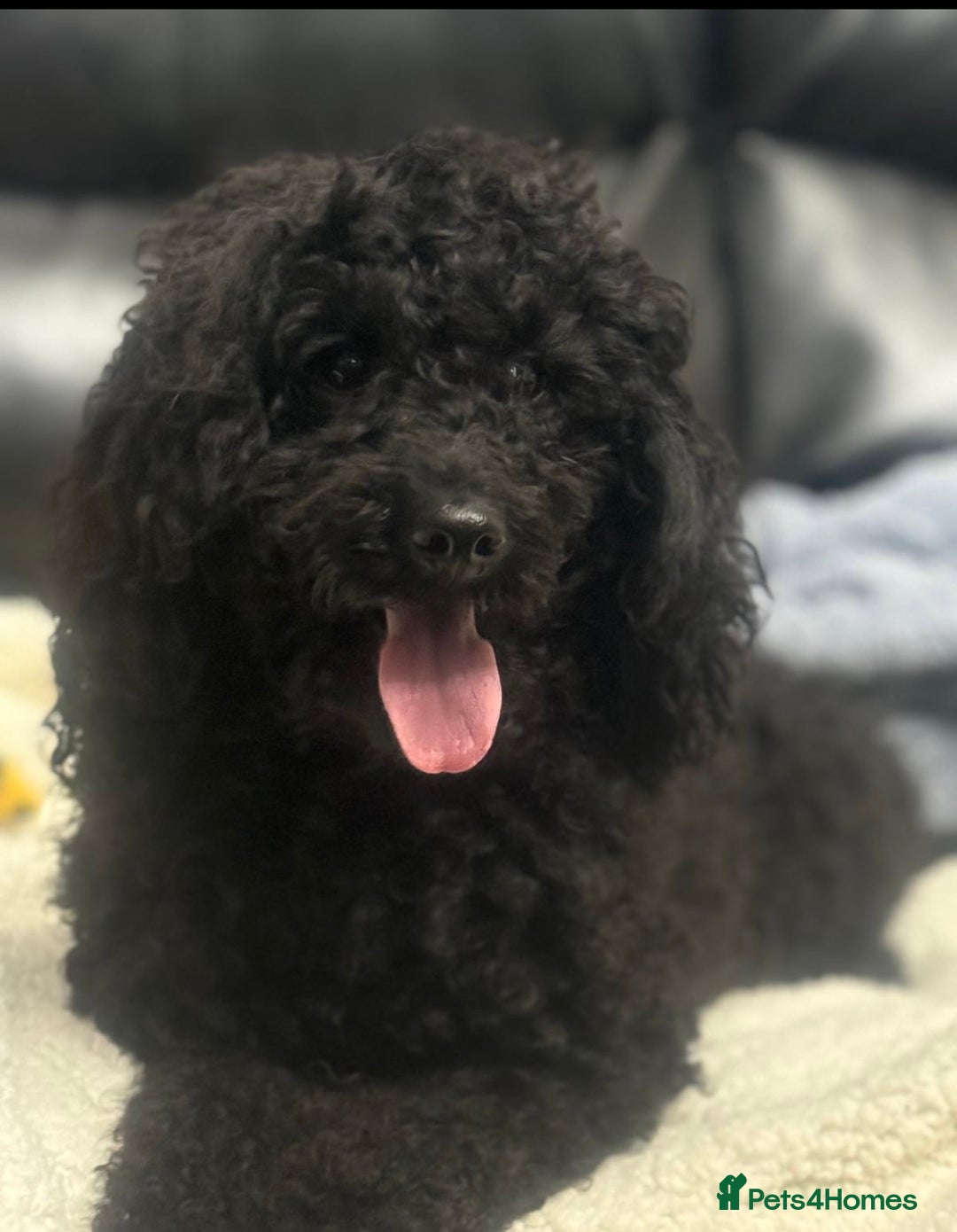 Cavapoo dogs for sale: F1 cavapoo babies  - Image 7