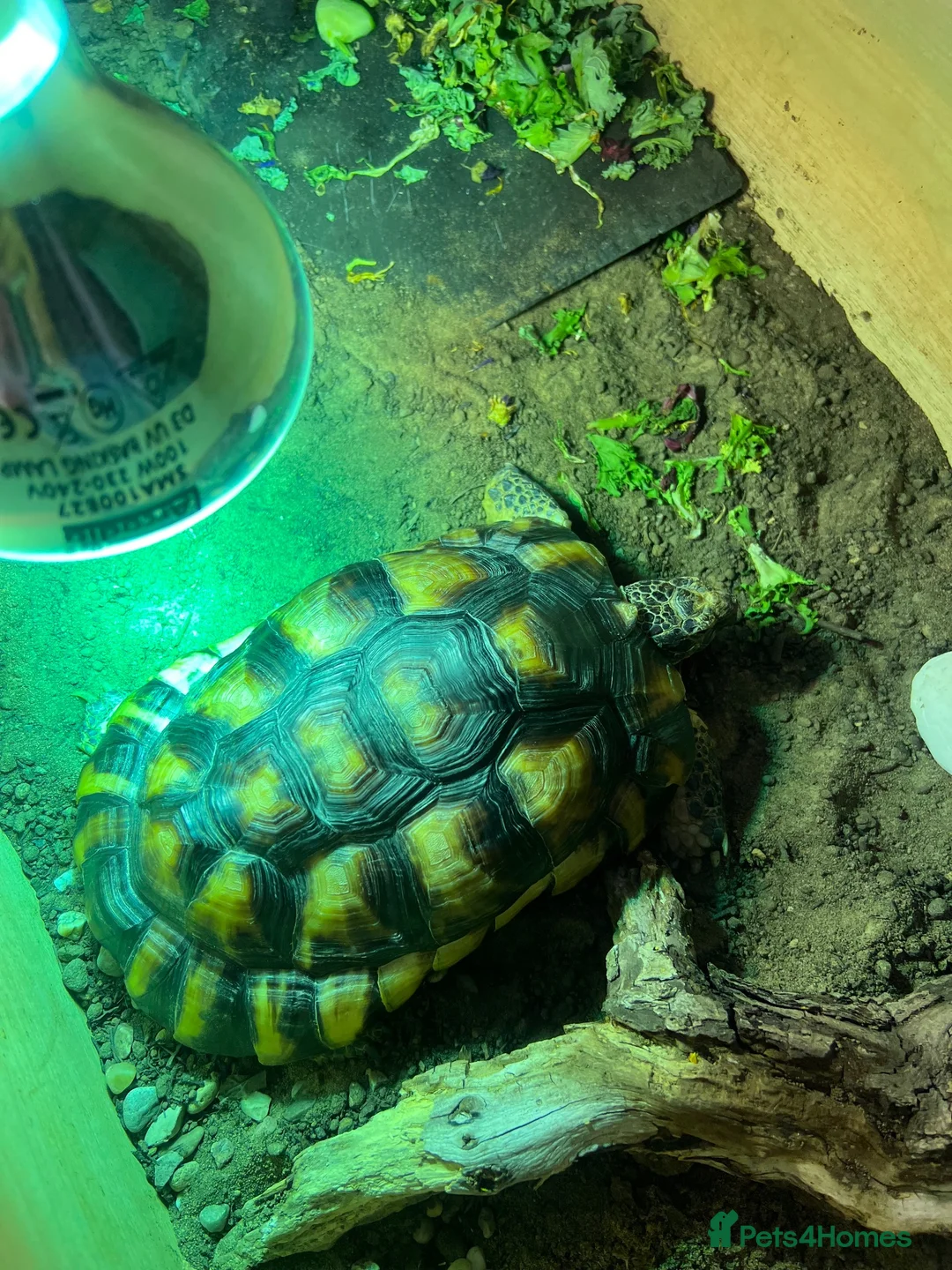 Tortoise reptiles for sale: Marginated tortoise  in Nottingham - Advert 3