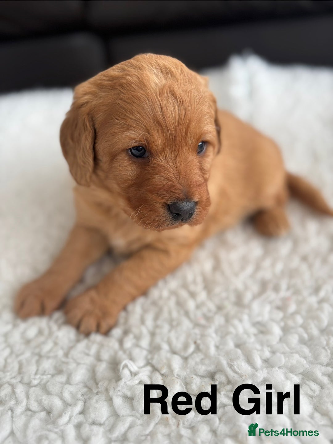 Labradoodle dogs for sale: F1 Labradoodle Puppies - Advert 21