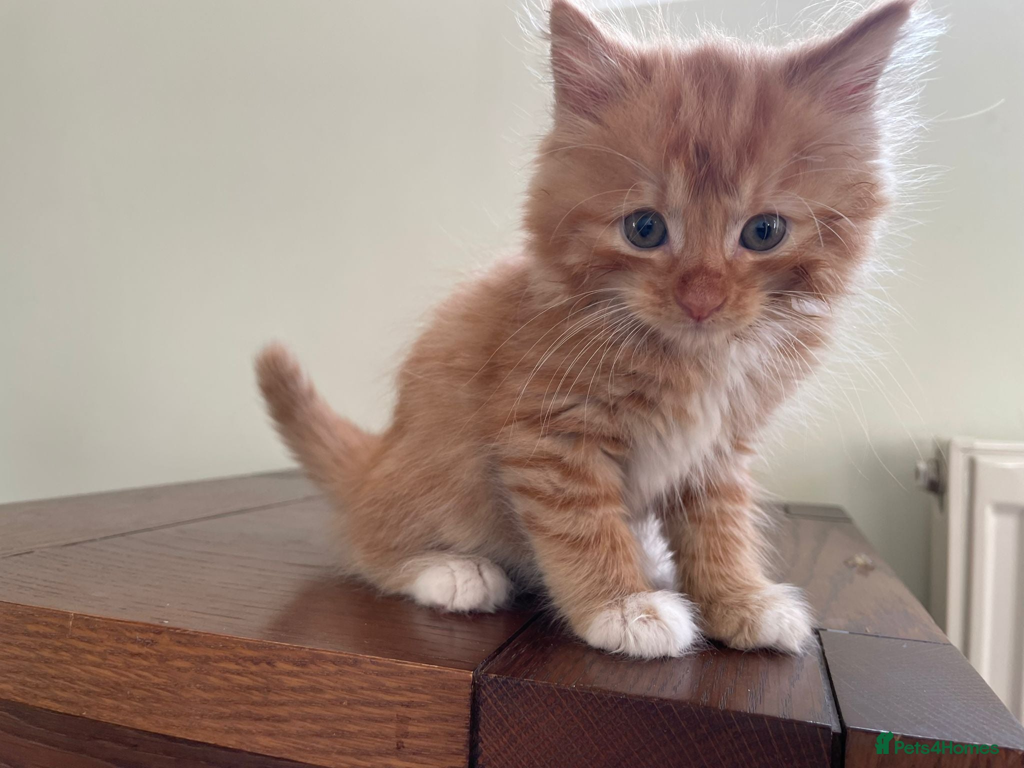 Mixed Breed cats Kittens looking for loving homes - Advert 1