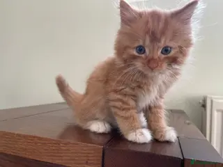 Mixed Breed cats Kittens looking for loving homes - Advert 1