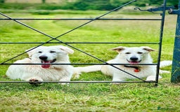White Swiss Shepherd dogs for sale: 10 month old White Alsatian for loving home - Image 2
