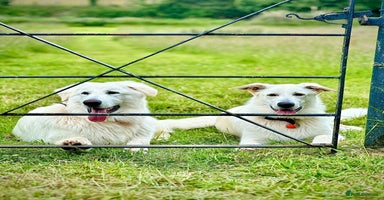 White Swiss Shepherd dogs - Advert 12