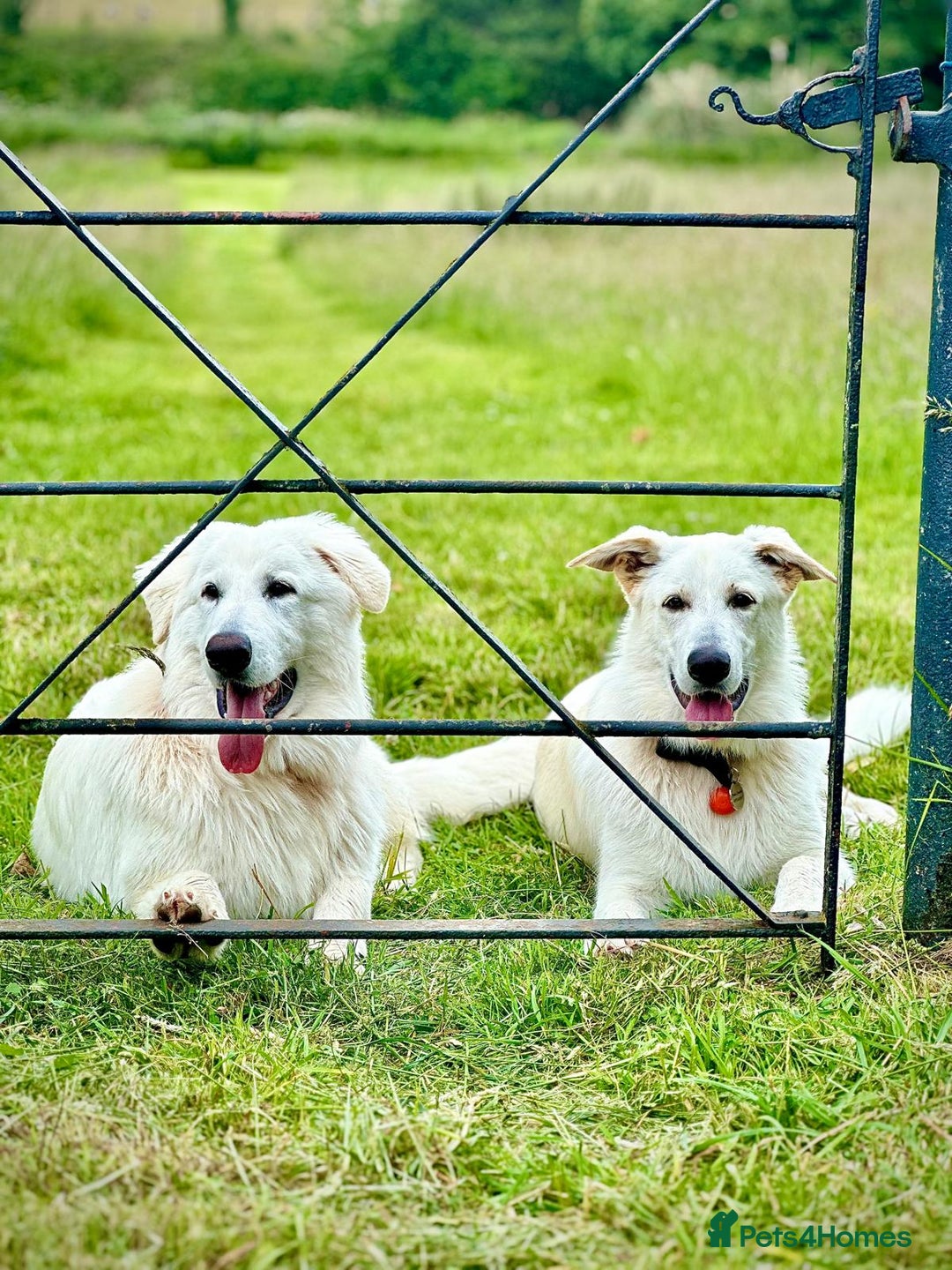 White Swiss Shepherd dogs for sale: 10 month old White Alsatian for loving home - Image 2
