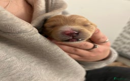 Cockapoo dogs for sale: F2 cockapoo’s for sale! 🌟  - Advert 4