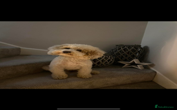 Australian Labradoodle dogs for sale: Multi generation Australian Labradoodles - Image 4