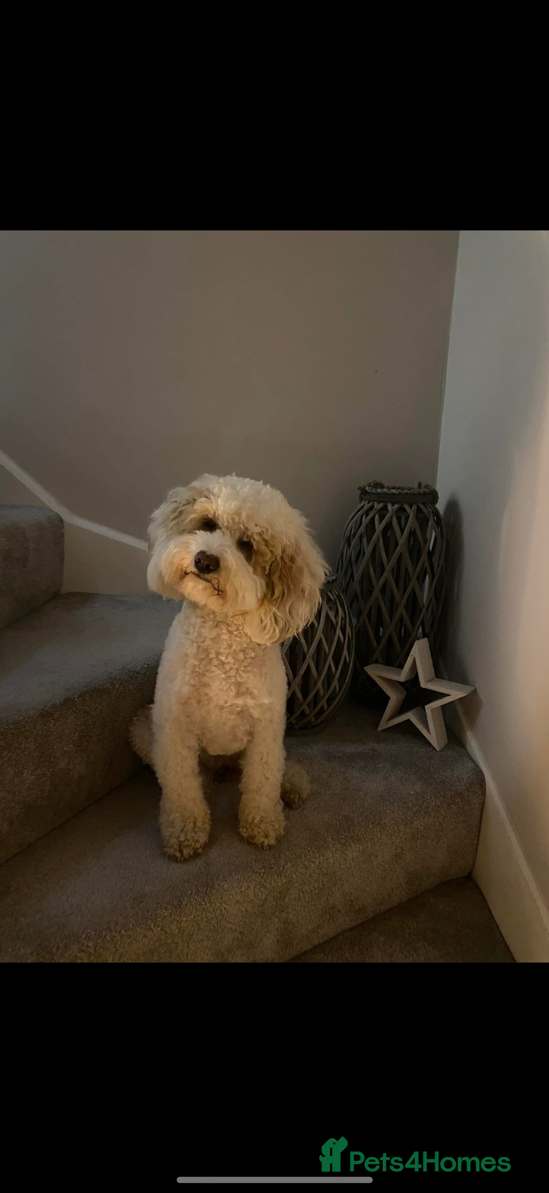 Australian Labradoodle dogs for sale: Multi generation Australian Labradoodles - Image 4
