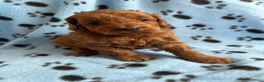 Cockapoo Puppy 2