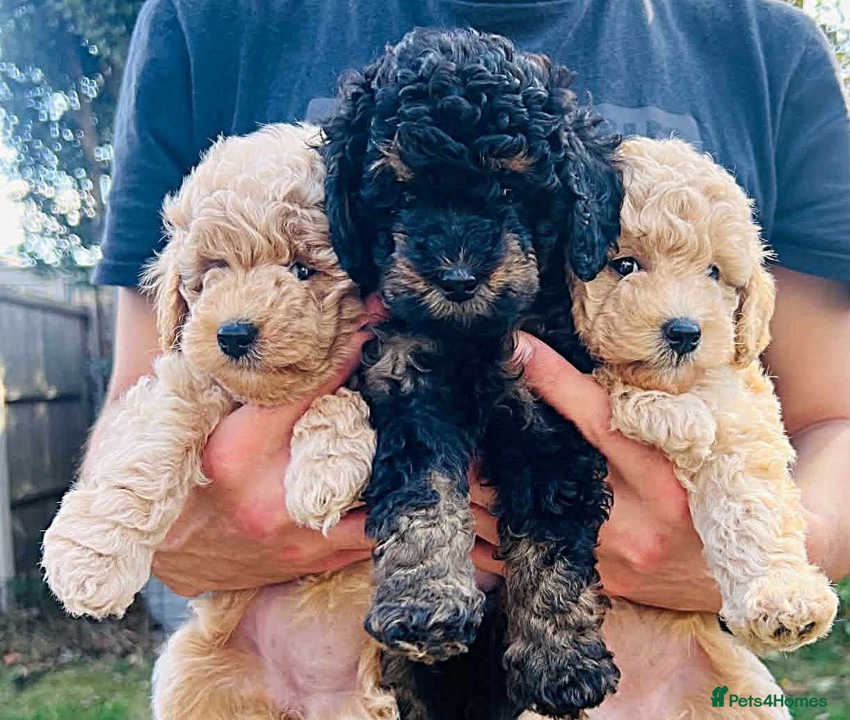 Maltipoo dogs Meet Your Maltipoo Today – Take Them Home Friday! - Advert 5