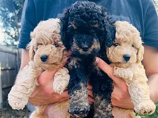 Maltipoo dogs Meet Your Maltipoo Today – Take Them Home Friday! - Advert 5