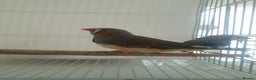 Finches birds for sale: 6 Show Quality Zebra Finches for Sale  - Advert 8