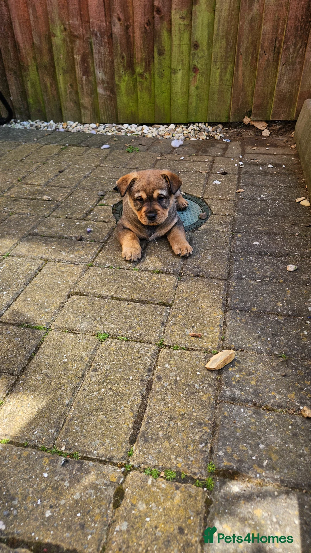 Mixed Breed dogs for sale: Chow chow pupps  - Advert 2