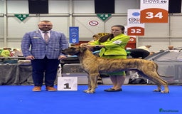 Great Dane dogs for sale: Stunning Brindle/Fawn Great Dane Waiting List Open - Image 3