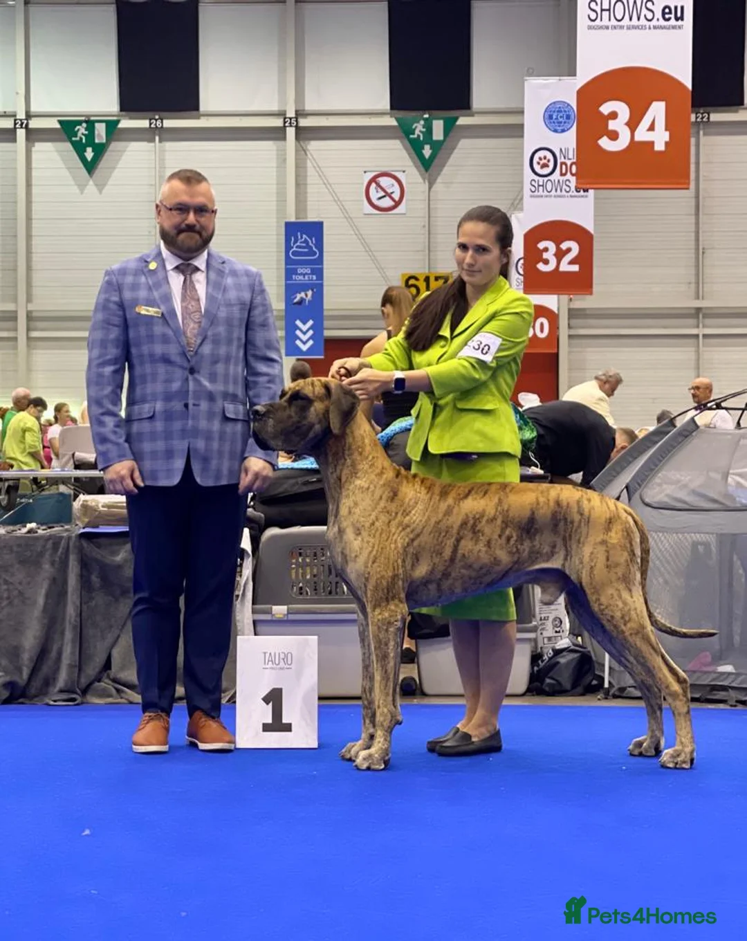 Great Dane dogs for sale: READY,FULLY VACC'D Stunning Brindle Great Dane Pup - Advert 8