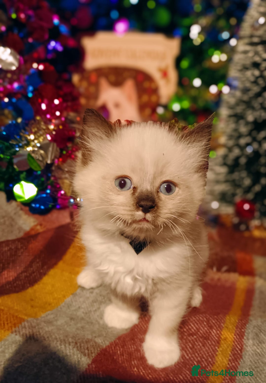 Ragdoll cats for sale: Ready 23rd Dec Ragdoll Kittens - Advert 3