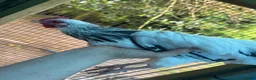 Mixed Breed poultry for sale: Mixed Flock of Birds - Advert 5