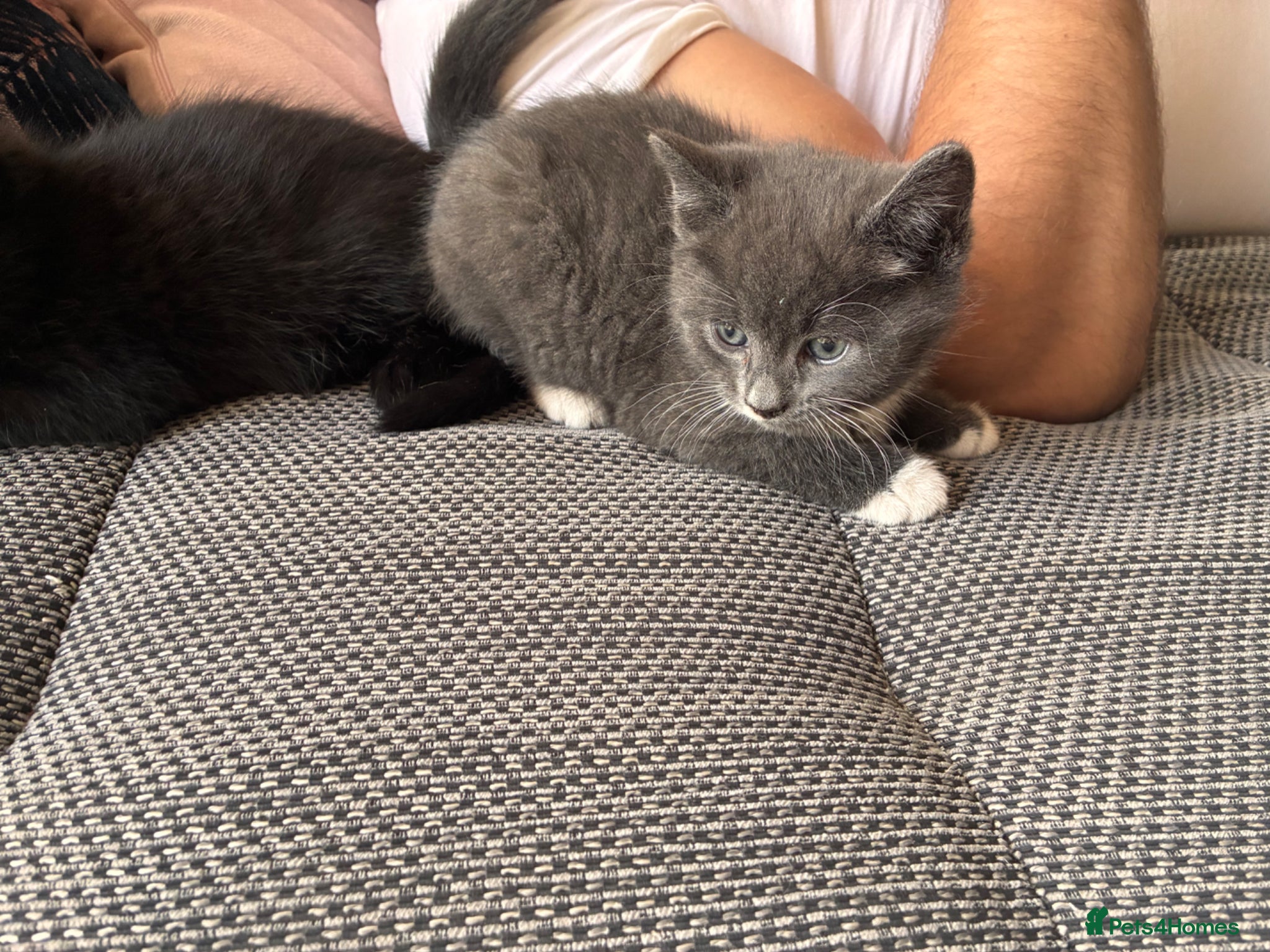 Mixed Breed cats 3 beautiful kittens for sale £150each  - Advert 1