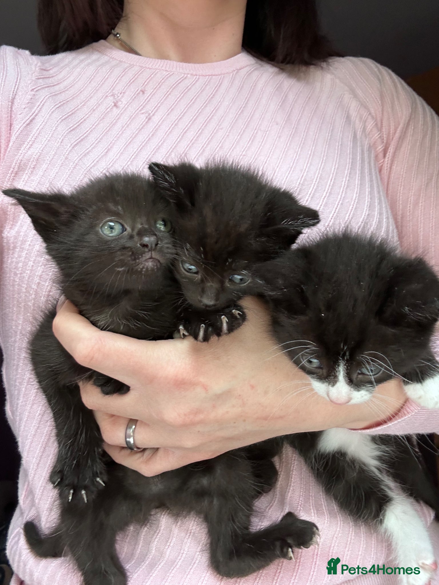 Norwegian Forest Cat cats Mixed kittens  - Advert 1