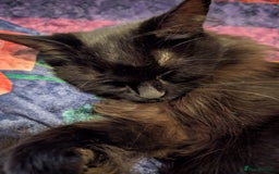 Ragdoll cats for stud: Ragdoll girl looking for a boyfriend/stud - Advert 2