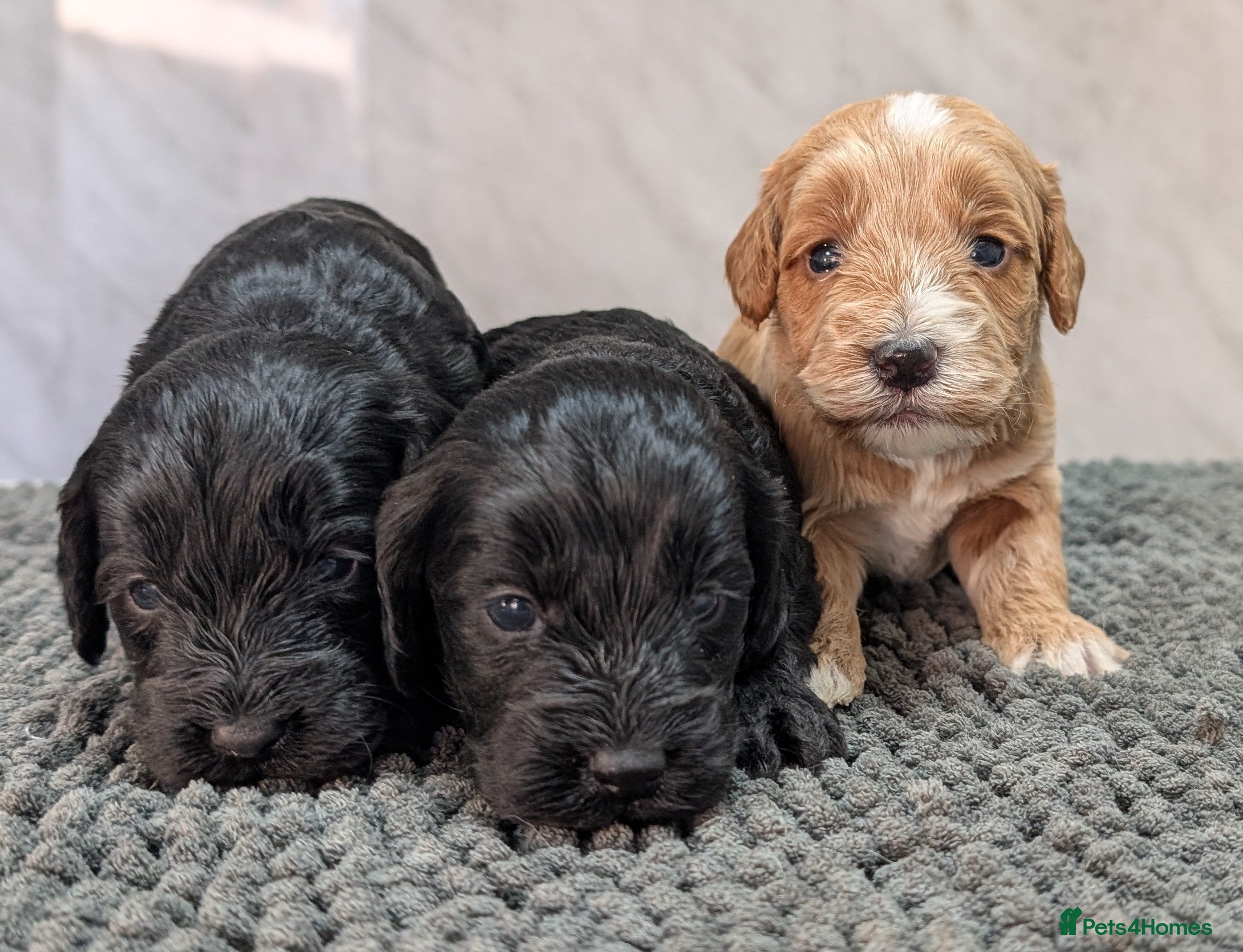 Cockapoo dogs Puppies ready 23rd Jan. Licensed breeder - Advert 5